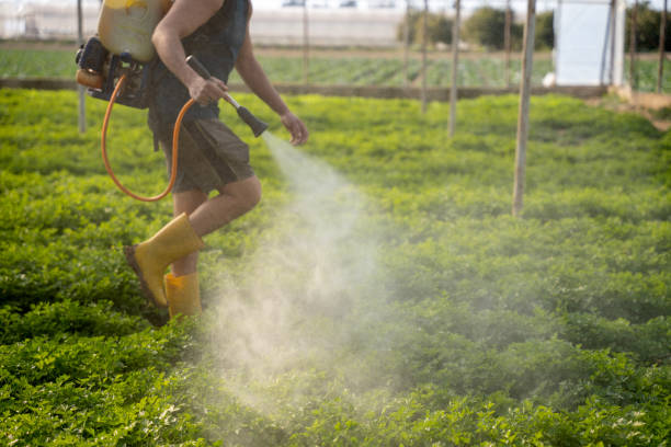 Trusted El Cajon, CA Pest Control Experts